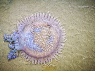 Jellyfish wash up on the beach dead during the low tide on the sea shore.