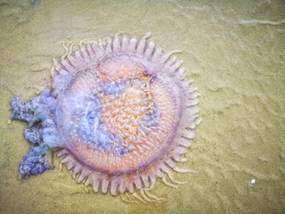 Jellyfish wash up on the beach dead during the low tide on the sea shore.