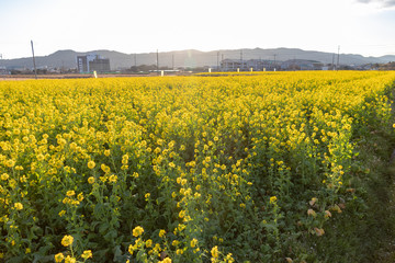 Field of rape blossoms, road of rape field 2019, Kamogawa-city, Chiba, Japan
