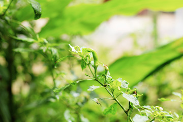 Obraz premium Chilli with sunlight.