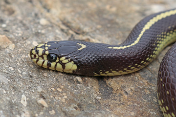 Striped Color Phase California Kingsnake (Lampropeltis californiae)