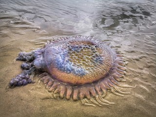 Jellyfish wash up on the beach dead during the low tide on the sea shore.