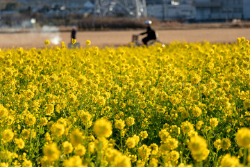 Field of rape blossoms, road of rape field 2019, Kamogawa-city, Chiba, Japan