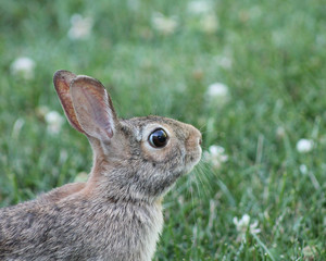 photo of a bunny rabbit sitting in the grass with clover and copy space