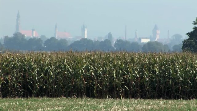 Corn field with city of Straubing in the back, Bavaria, Germany.