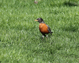 Photo of a robin walking in the grass