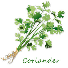 Fresh coriander or cilantro herb. Vector illustration isolated.