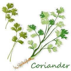 Fresh coriander or cilantro herb. Vector illustration isolated.