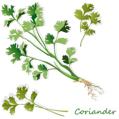 Fresh coriander or cilantro herb. Vector illustration isolated.