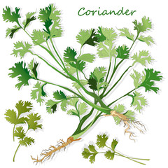 Fresh coriander or cilantro herb. Vector illustration isolated.