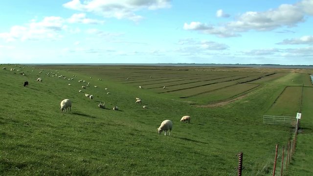 Sheep on dike with marshland near Husum at the North Sea, Germany.