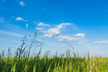 Fototapeta premium Green field and sky with clouds.