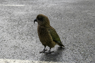 kea new zealand native bird parrot