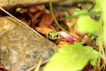 Naklejka premium からカエル