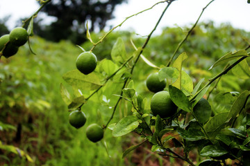 Lemon in rainy season.