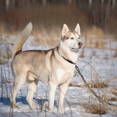 Beautiful siberian husky dog fun running on the snow drifts.