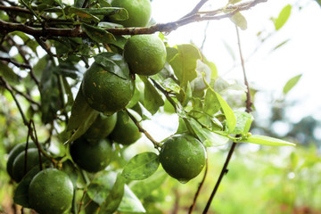 Lemon on tree at sunrise.