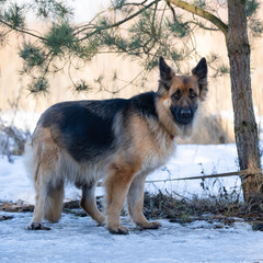 German shepherds during demonstration at an exhibition of dogs