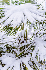 Snow on a palm tree