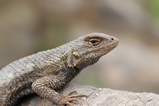 Close up of a Western Fence Lizard (Sceloporus occidentalis)