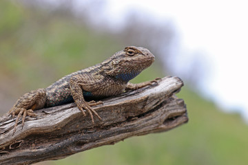Western Fence Lizard on Limb (Sceloporus occidentalis)