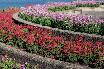 Many flower in garden.