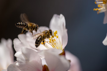 bee on almond 's flowers macro  spring season background