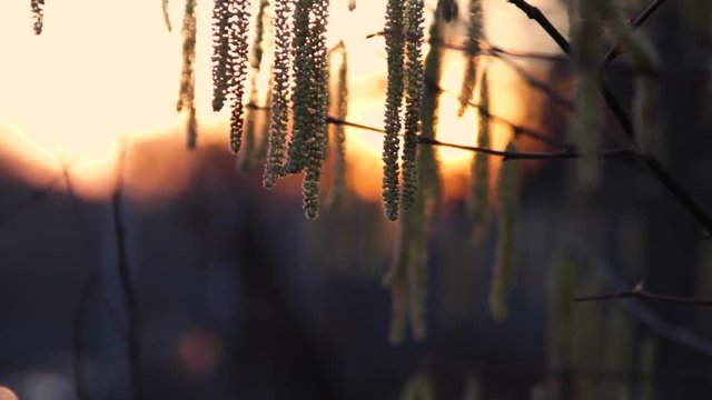 Common hazel pollen an early spring during sunset with train lights coming in in the background as bokeh. Shot in Helsingborg, Sweden early spring. Shallow depth of field.