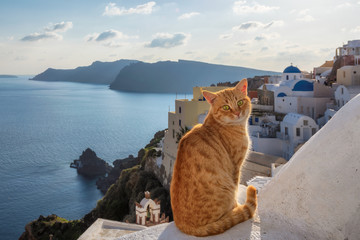Red cat at sunset with blue sky and Santorini island in background, Greece