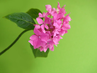 Hydrangea pink colored flowerhead