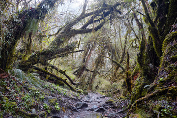 Rainforest in Himalaya mountains, Nepal. Stormy green vegetation with mosses and vines