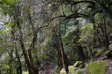 Rainforest in Himalaya mountains, Nepal. Stormy green vegetation with mosses and vines