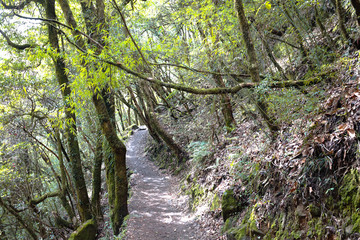 Rainforest in Himalaya mountains, Nepal. Stormy green vegetation with mosses and vines
