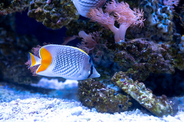 Naklejka na ściany i meble Beautiful fish in the aquarium on decoration of aquatic plants background.