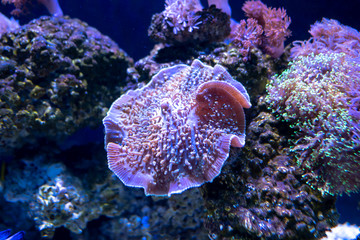 Beautiful sea flower in underwater world with corals and  fish.