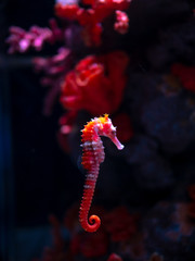 Sea horse in aquarium. These seahorses live in the warm seas around Indonesia, Philippines and Malaysia. © ducksmallfoto