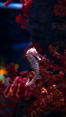 Sea horse in aquarium. These seahorses live in the warm seas around Indonesia, Philippines and Malaysia.