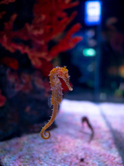 Sea horse in aquarium. These seahorses live in the warm seas around Indonesia, Philippines and Malaysia.