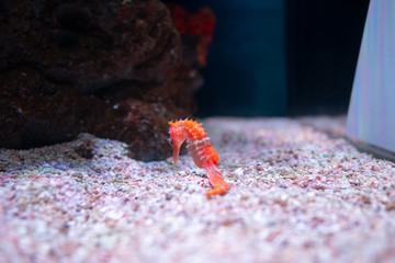 Sea horse in aquarium. These seahorses live in the warm seas around Indonesia, Philippines and Malaysia.