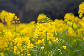 Yellow Flowers