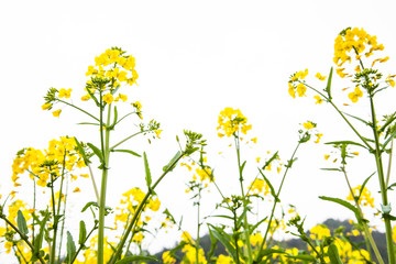 Yellow Flowers