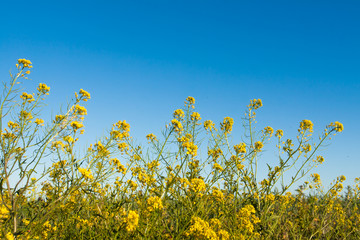 Yellow flowers on a blue sky background.