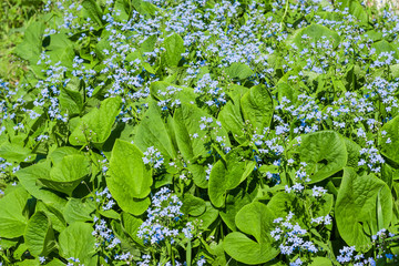 Flower forget-me-not blue many years lat. Myosótis with green leaves, spring natural background