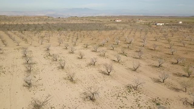 Aerial view of a big almond tree field in the desert.