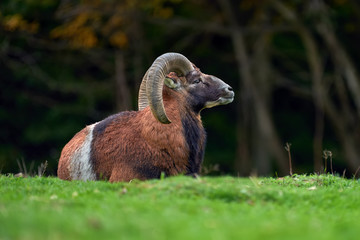 European moufflon in the nature habitat