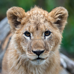 Lion cub in spring time