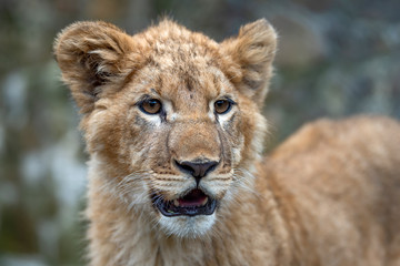 Lion cub in spring time