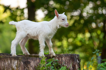 White baby goat standing on green grass