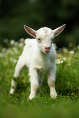 Naklejka na ściany i meble White baby goat standing on green grass