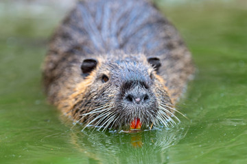 Muskrat (Ondatra zibethica) in spring lake